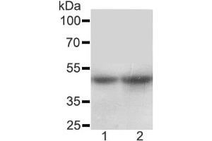 Image no. 3 for anti-Solute Carrier Family 10 (Sodium/bile Acid Cotransporter Family), Member 1 (SLC10A1) (AA 141-154) antibody (ABIN3032668)