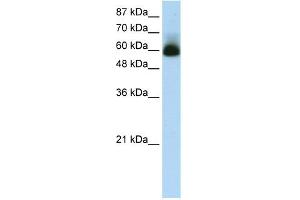 Image no. 1 for anti-Zinc Finger Protein 307 (ZKSCAN4) (N-Term) antibody (ABIN2774959)