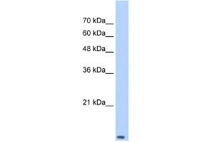 Image no. 2 for anti-Transcription Elongation Factor B (SIII), Polypeptide 2 (18kDa, Elongin B) (TCEB2) (Middle Region) antibody (ABIN2777254)