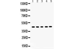 Image no. 3 for anti-Sirtuin 7 (SIRT7) (AA 8-350) antibody (ABIN3043336)