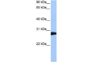 Image no. 1 for anti-N-Ethylmaleimide-Sensitive Factor (NSF) (C-Term) antibody (ABIN633516)