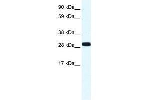 Image no. 2 for anti-Annexin A4 (ANXA4) (N-Term) antibody (ABIN630249)