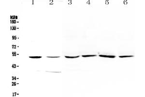 Image no. 1 for anti-Homogentisate 1,2-Dioxygenase (HGD) (AA 374-445) antibody (ABIN5693116)