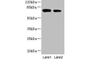 NBPF3 anticorps  (AA 1-252)