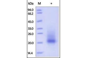 KIT Ligand Protein (KITLG) (AA 26-189) (His tag)
