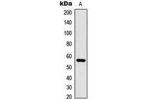 Image no. 3 for anti-CDC like Kinase 1 (CLK1) (Center) antibody (ABIN2705898)