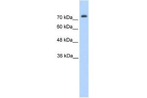 Pannexin 2 antibody  (N-Term)