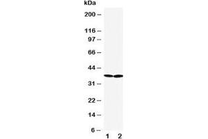 Image no. 2 for anti-Solute Carrier Family 10 (Sodium/bile Acid Cotransporter Family), Member 1 (SLC10A1) (AA 141-154) antibody (ABIN3032668)