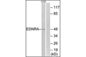 Image no. 3 for anti-Endothelin Receptor Type A (EDNRA) (C-Term) antibody (ABIN1449644)