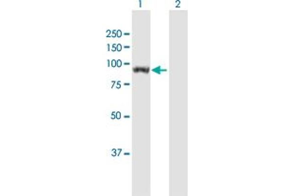 anti-Unc-45 Homolog B (UNC45B) (AA 1-850) antibody