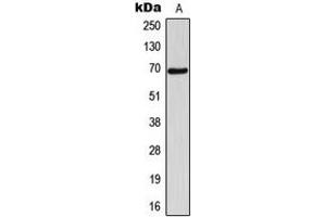 Image no. 3 for anti-5'-Nucleotidase, Cytosolic IB (NT5C1B) (Center) antibody (ABIN2706717)