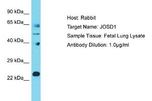 Image no. 1 for anti-Josephin Domain Containing 1 (JOSD1) (N-Term) antibody (ABIN2791599)
