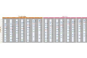 Image no. 2 for ExcelBand™ Enhanced 3-color Regular Range Protein Marker (ABIN5662610)