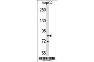 Image no. 1 for anti-Heterogeneous Nuclear Ribonucleoprotein R (HNRNPR) (AA 95-123), (N-Term) antibody (ABIN1539662)