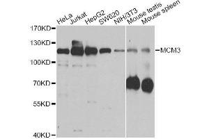 Image no. 5 for anti-Minichromosome Maintenance Complex Component 3 (MCM3) antibody (ABIN3021327)