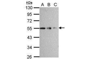 Image no. 3 for anti-Tubulin, beta (TUBB) (AA 160-447) antibody (ABIN1501915)