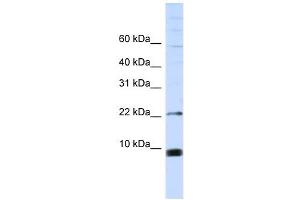 Image no. 1 for anti-Small Nuclear Ribonucleoprotein Polypeptide F (SNRPF) (Middle Region) antibody (ABIN633456)
