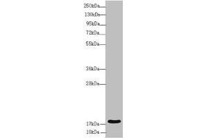 RNF5 antibody  (AA 1-120)