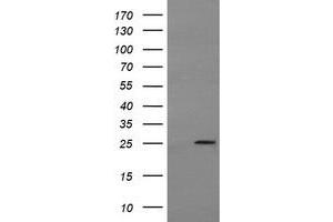 Image no. 7 for anti-Mitochondrial Ribosomal Protein S34 (MRPS34) antibody (ABIN1499564)