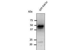 Image no. 2 for anti-RAB1A, Member RAS Oncogene Family (RAB1A) (C-Term) antibody (ABIN1440053)