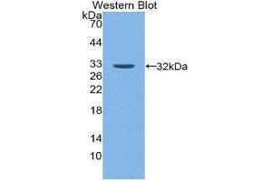 Image no. 1 for anti-Nucleoporin 50kDa (NUP50) (AA 134-393) antibody (ABIN1860084)
