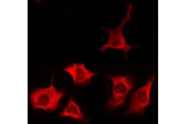 TAS2R1 antibody  (N-Term)