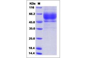 Image no. 1 for Cystatin-Like 1 (CSTL1) (AA 1-145) protein (Fc Tag) (ABIN2215382)