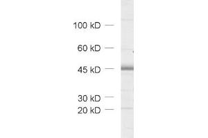 Image no. 1 for anti-Homer Homolog 3 (Drosophila) (HOMER3) (AA 1-177) antibody (ABIN1742342)