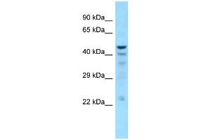 Image no. 1 for anti-5',3'-Nucleotidase, Cytosolic (NT5C) (C-Term) antibody (ABIN2780936)