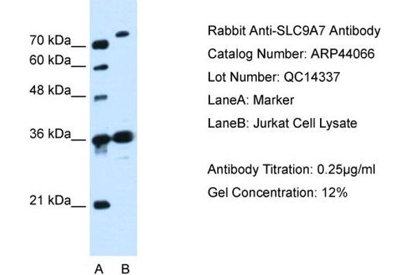 anti-Sodium Hydrogen Exchanger 7 (SLC9A7) (N-Term) antibody