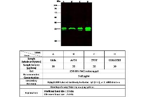 Image no. 1 for anti-Glutathione S-Transferase kappa 1 (GSTK1) (AA 2-226) antibody (ABIN6924098)