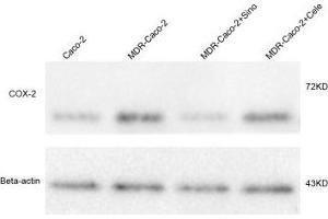 Image no. 9 for anti-Prostaglandin-Endoperoxide Synthase 2 (Prostaglandin G/H Synthase and Cyclooxygenase) (PTGS2) (AA 501-604) antibody (ABIN672471)