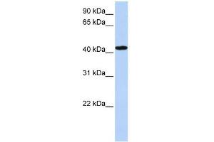 Image no. 1 for anti-Transcriptional Adaptor 1 (TADA1) antibody (ABIN632160)