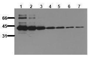 Image no. 1 for anti-MBP Tag antibody (ABIN126834)
