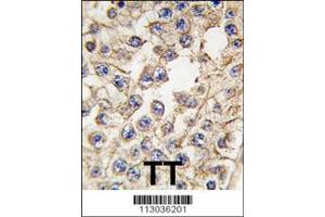 Immunohistochemistry (IHC) image for anti-EPH Receptor A10 (EPHA10) (Center) antibody (ABIN2160944)