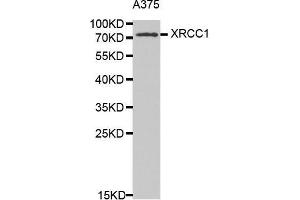 Image no. 1 for anti-X-Ray Repair Complementing Defective Repair in Chinese Hamster Cells 1 (XRCC1) (AA 1-320) antibody (ABIN1683300)