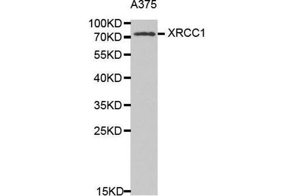 XRCC1 antibody  (AA 1-320)