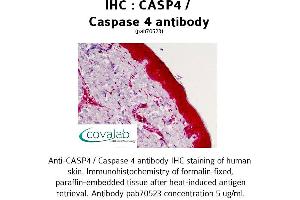 Image no. 2 for anti-Caspase 4, Apoptosis-Related Cysteine Peptidase (CASP4) antibody (ABIN1732653)