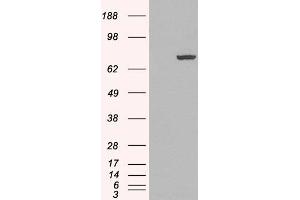 Image no. 2 for anti-Peptidyl Arginine Deiminase, Type IV (PADI4) (N-Term) antibody (ABIN185308)