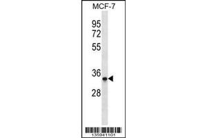 Image no. 1 for anti-MAD2L1 Binding Protein (MAD2L1BP) (N-Term) antibody (ABIN2445196)