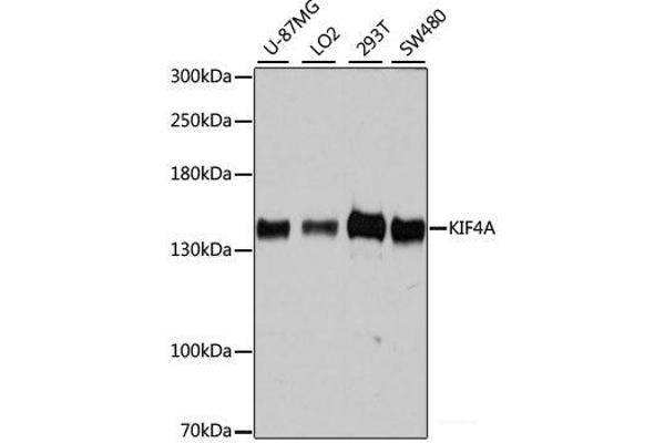 KIF4A antibody