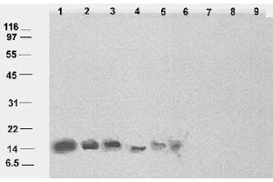 Detection of cor14b in Hordeum vulgare total cell extracts.