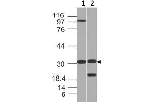 Image no. 1 for anti-Glucosamine-6-Phosphate Deaminase 1 (GNPDA1) (AA 13-242) antibody (ABIN5027224)