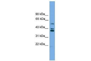 Image no. 1 for anti-Low Density Lipoprotein Receptor Class A Domain Containing 3 (LDLRAD3) (Middle Region) antibody (ABIN928681)
