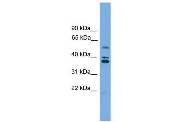 LDLRAD3 antibody  (Middle Region)