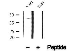 Image no. 2 for anti-Neutrophil Cytosolic Factor 4, 40kDa (NCF4) (pThr154) antibody (ABIN6256483)