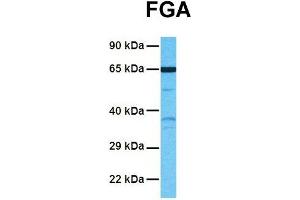 Image no. 2 for anti-Fibrinogen alpha Chain (FGA) (Middle Region) antibody (ABIN2776978)