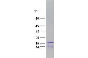 Image no. 1 for Histone Cluster 1, H2bh (HIST1H2BH) protein (Myc-DYKDDDDK Tag) (ABIN2722788)