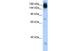 Image no. 1 for anti-Non-SMC Condensin I Complex, Subunit D2 (NCAPD2) (C-Term) antibody (ABIN2782540)