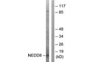 Image no. 2 for anti-Neural Precursor Cell Expressed, Developmentally Down-Regulated 8 (NEDD8) (AA 10-59) antibody (ABIN1533430)
